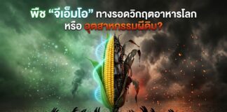 พืช “จีเอ็มโอ” ทางรอดวิกฤตอาหารโลก หรือ อุตสาหกรรมผีดิบ?